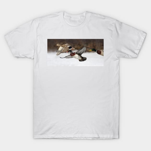 Flying the friendly skies - Wood Duck T-Shirt by Jim Cumming